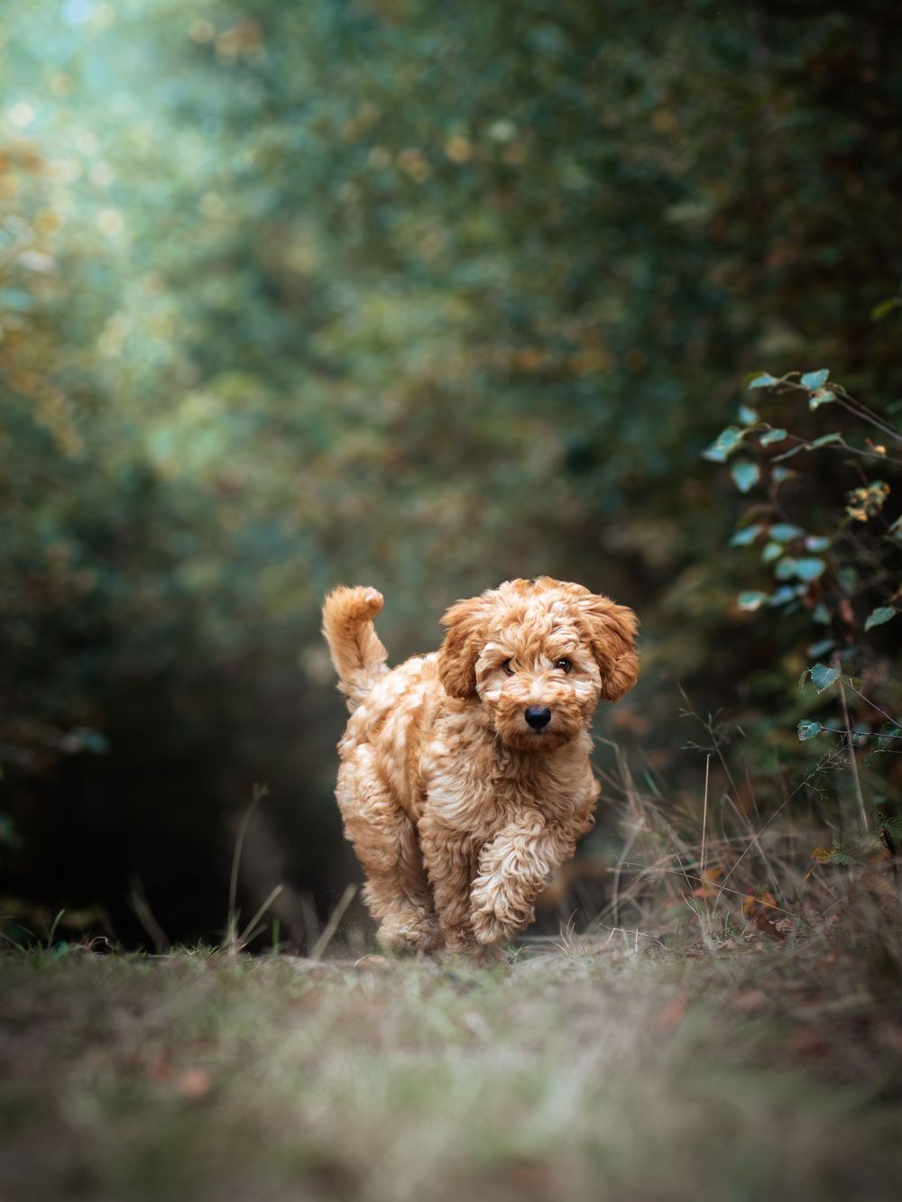 Labradoodle puppy centraal op foto op een bospaadje met zonnestralen.