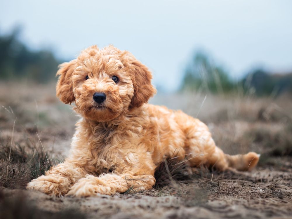 Labradoodle puppy centraal op foto op open plek in het bos.