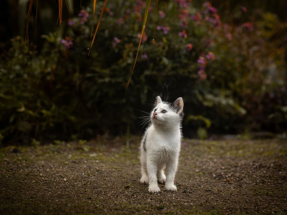 Kleine kitten licht omhoog kijkend met planten en bloemen op de achtergrond.