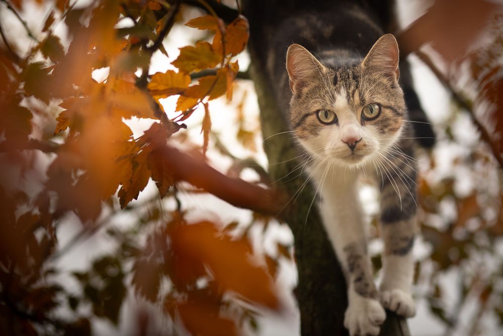 Een gevlekte kat in een boom vol met oranje hersftbladeren.