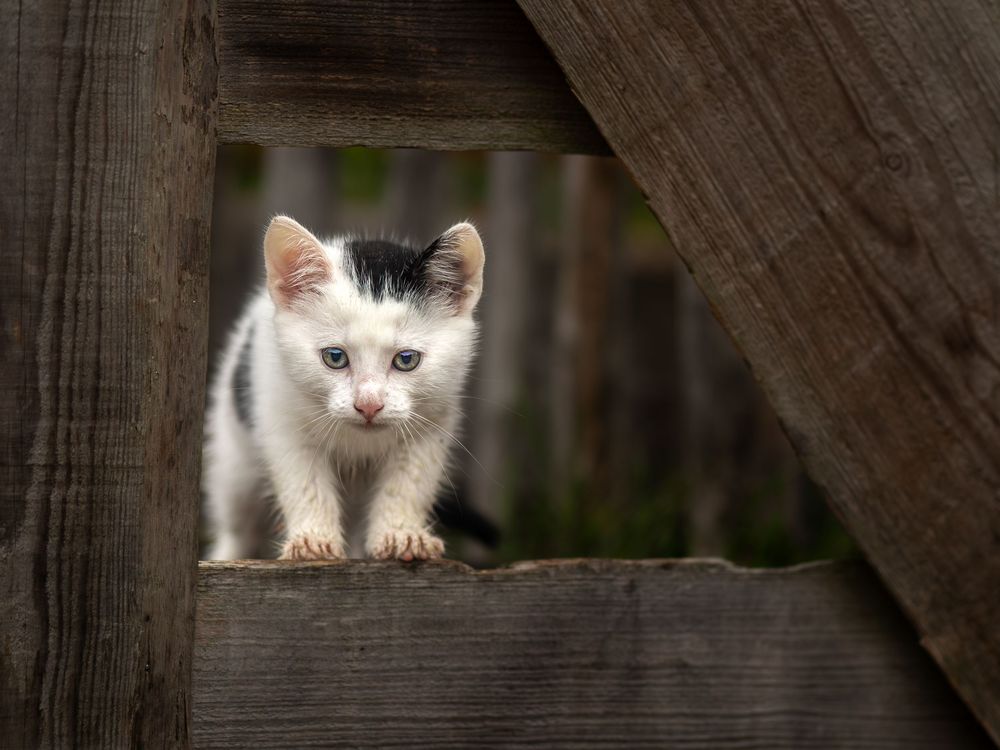 Kitten kijkend door een hek.