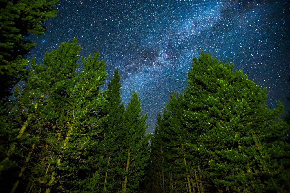 Starry night sky with Milky Way galaxy visible above tall evergreen pine trees in a dark forest landscape.