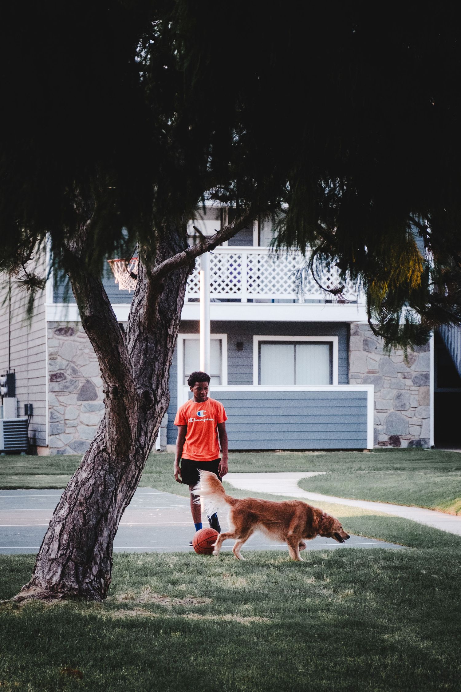 A person in an orange shirt walks with their golden retriever dog on a residential lawn near a house.