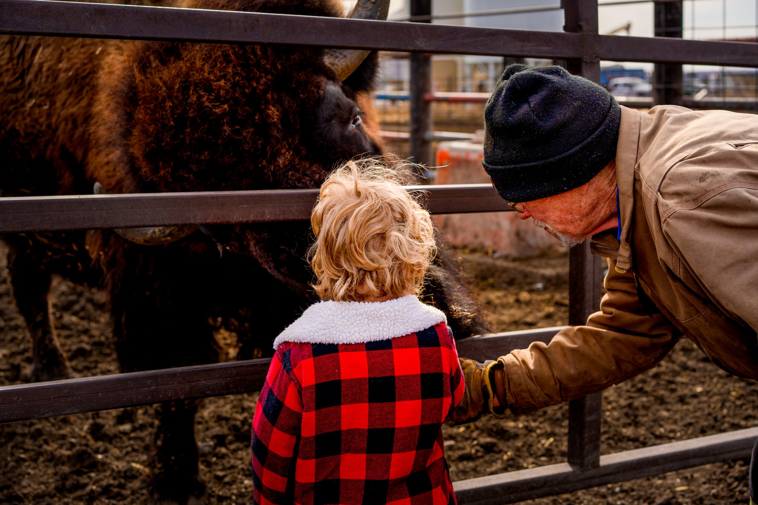 Bison, Innisfail Ab