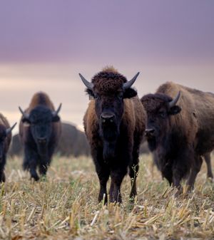 Bison, Innisfail Ab