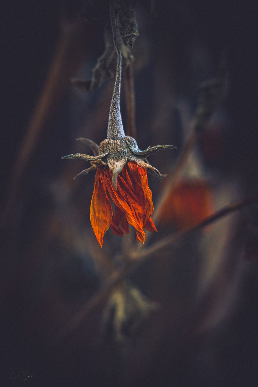 A series of orange and red wildflowers with dark stems photographed in dramatic lighting against a blurred background.