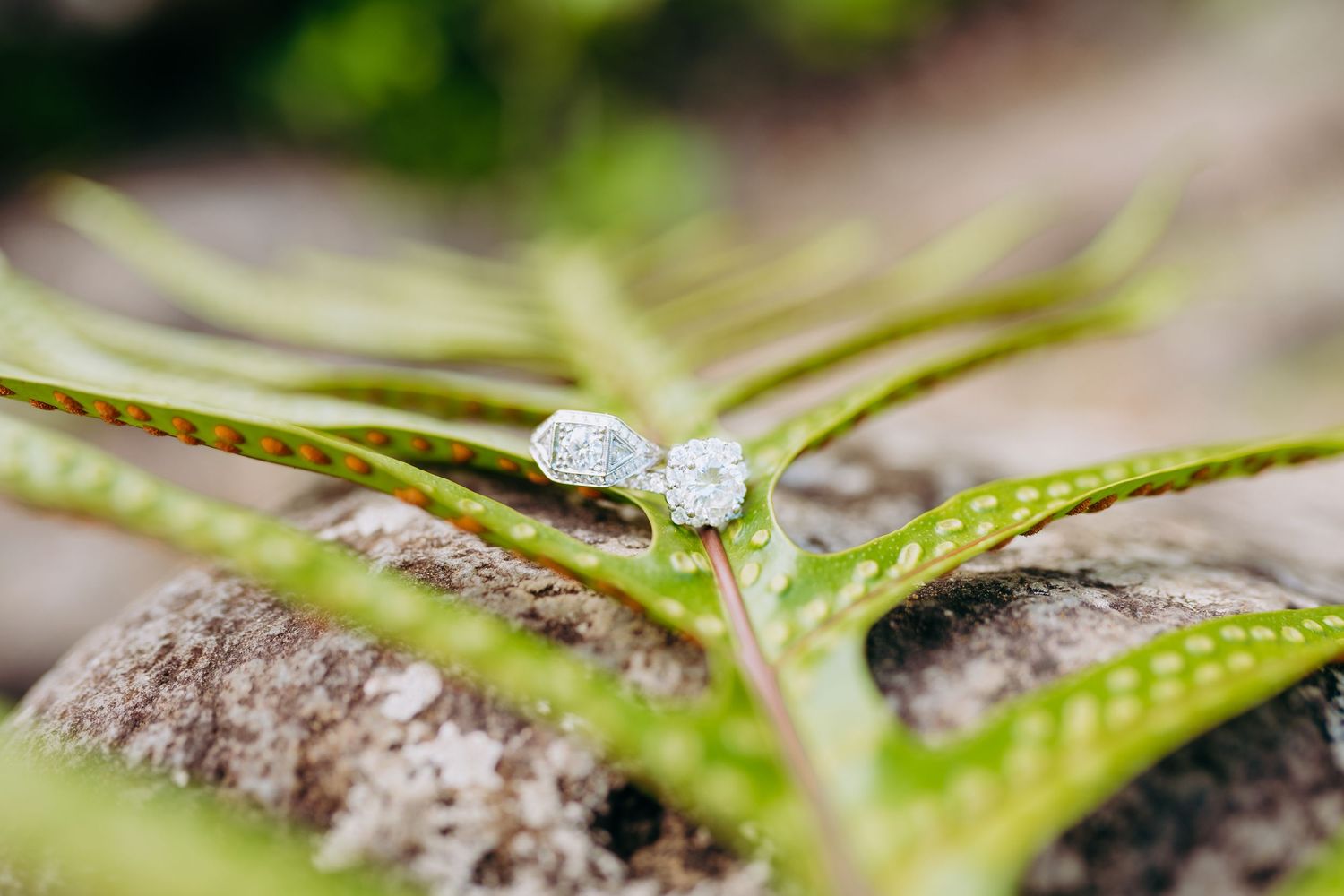 Wedding ring detail shot with tropical green leaves in soft focus.  Maui Hawaii wailea kihei makena beach wedding ceremony