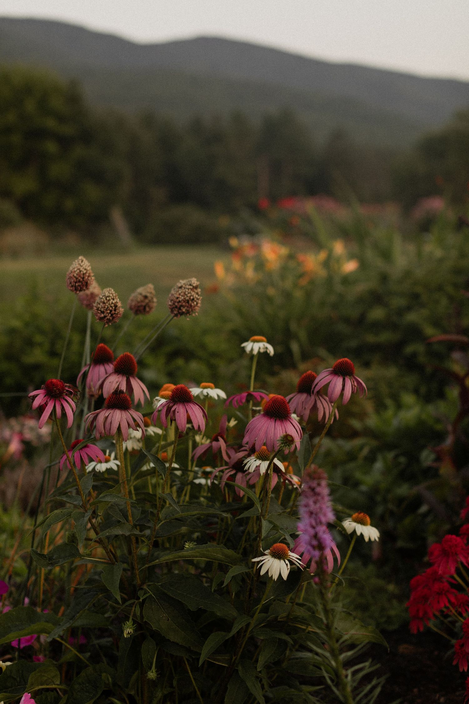 Orange marigold flowers blooming in soft focus with morning dew.