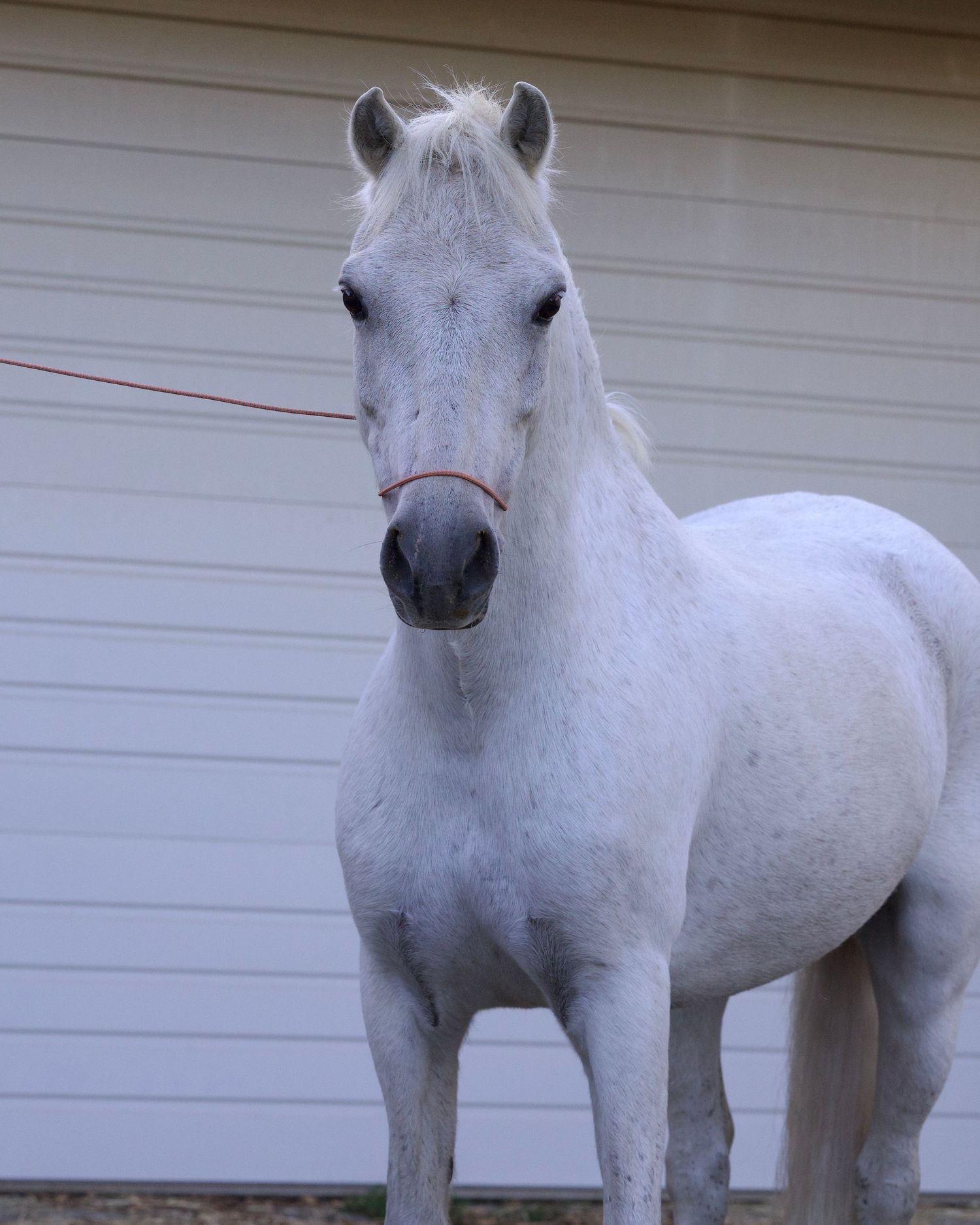 Raw behind the scenes image taken for a white background equine portrait before photoshop editing Copyright Amanda Barr Photography