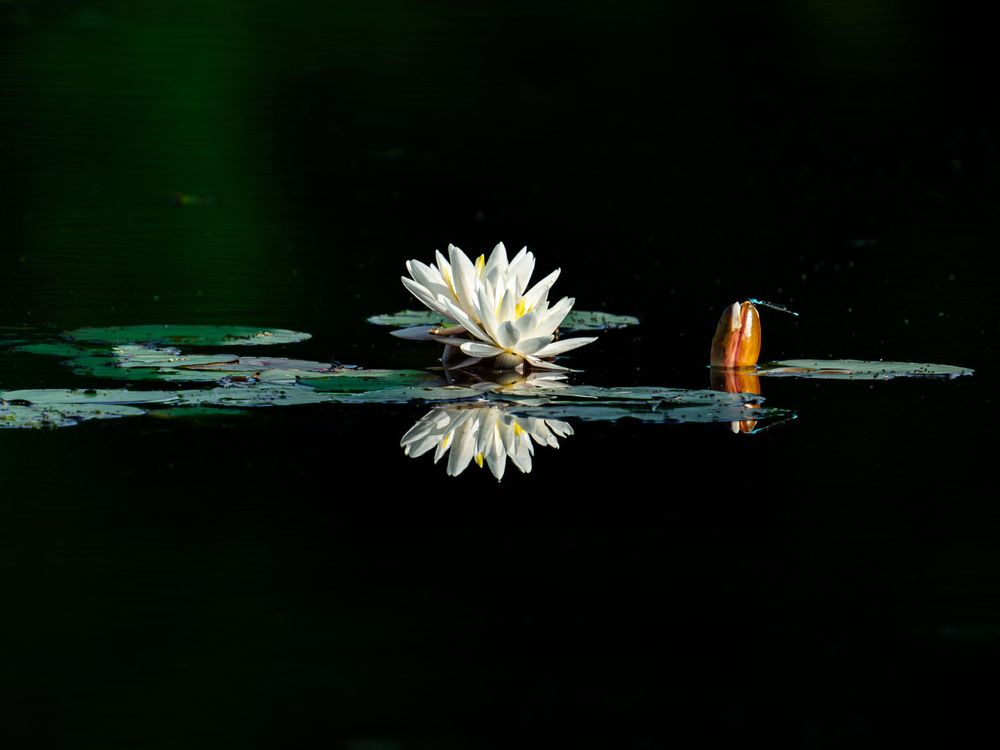 Waterlilies