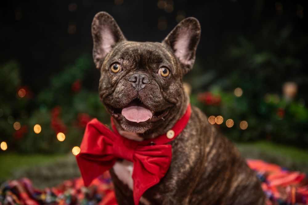Smiling French Bulldog with red bow tie poses against bokeh Christmas lights.