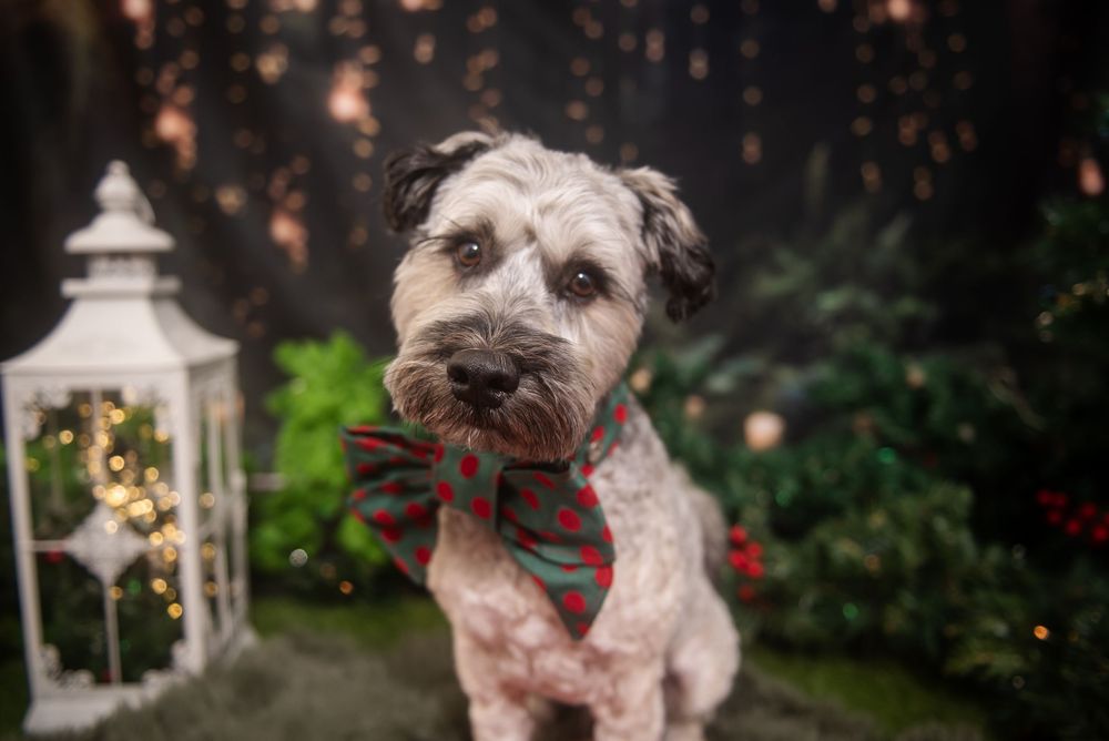 Small white dog sits near a decorative lantern with Christmas lights twinkling in the background.
