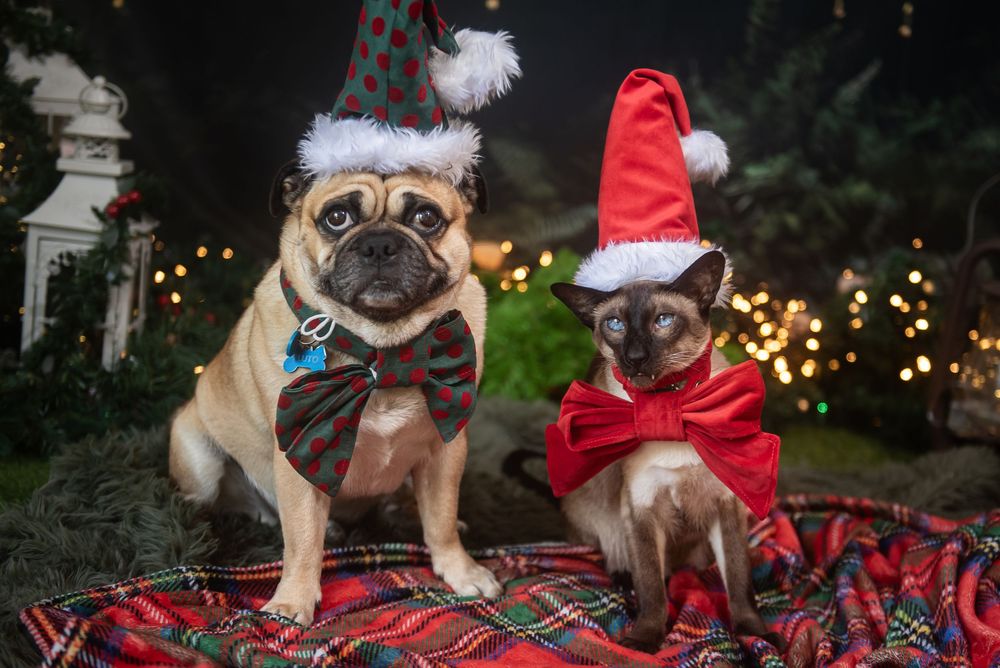 Adorable pug wearing a Santa hat poses with Christmas lights and decorations in the background.