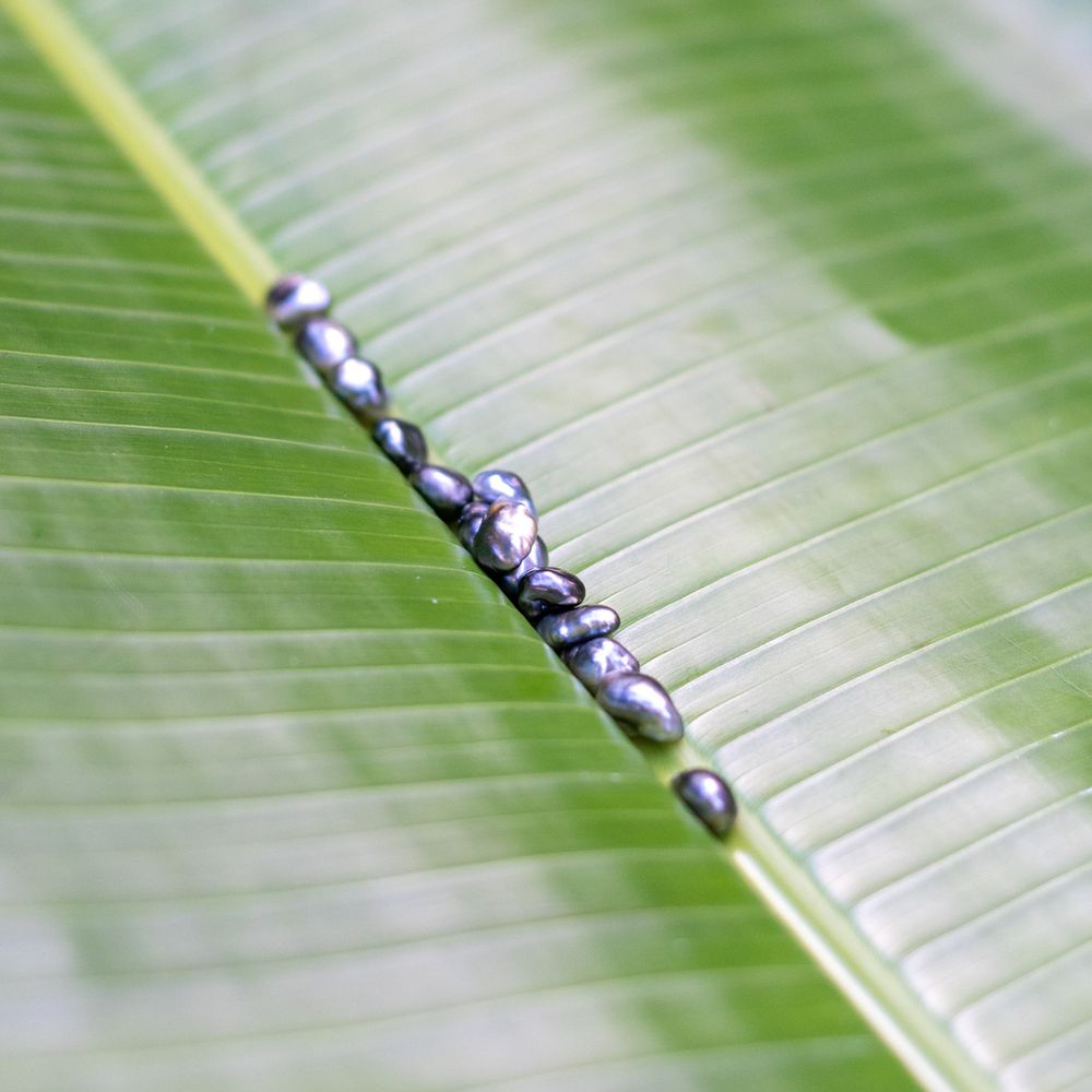 Close-up macro shot of water droplets lined up on a green palm leaf in nature.