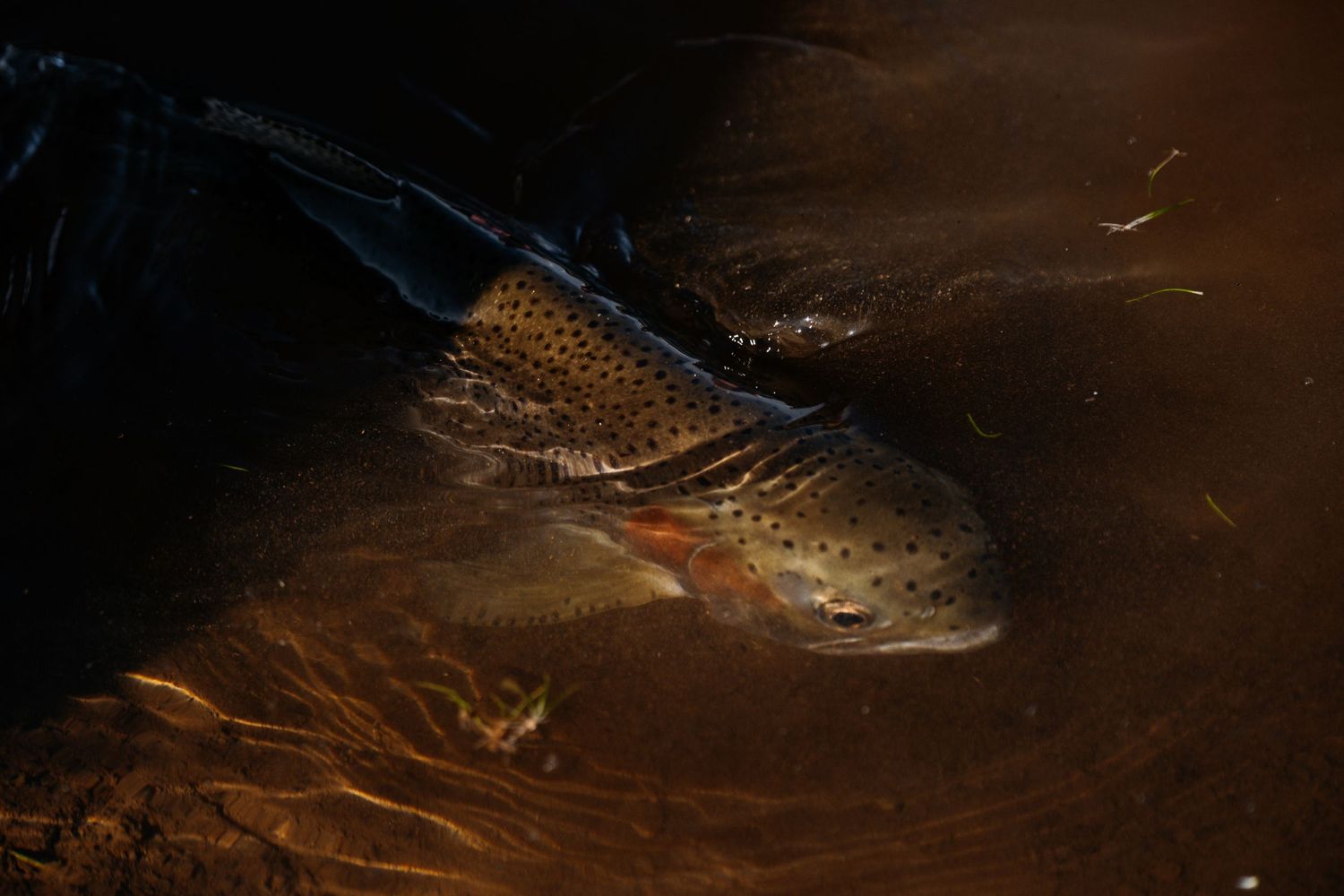 Underwater view of a large brown trout swimming in dark water.