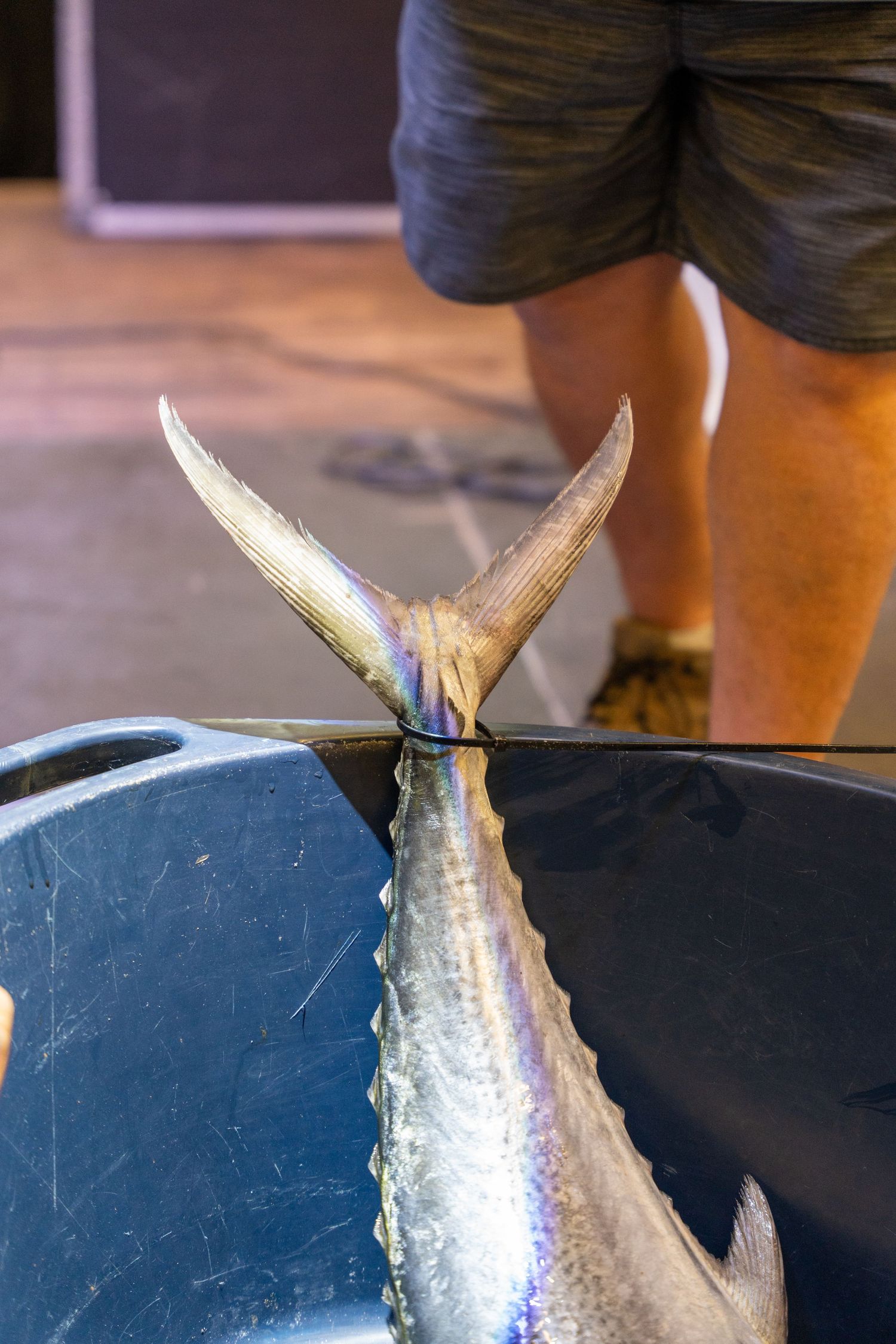 Close-up of a fish tail protruding from a blue container, with a person's legs visible in the background.