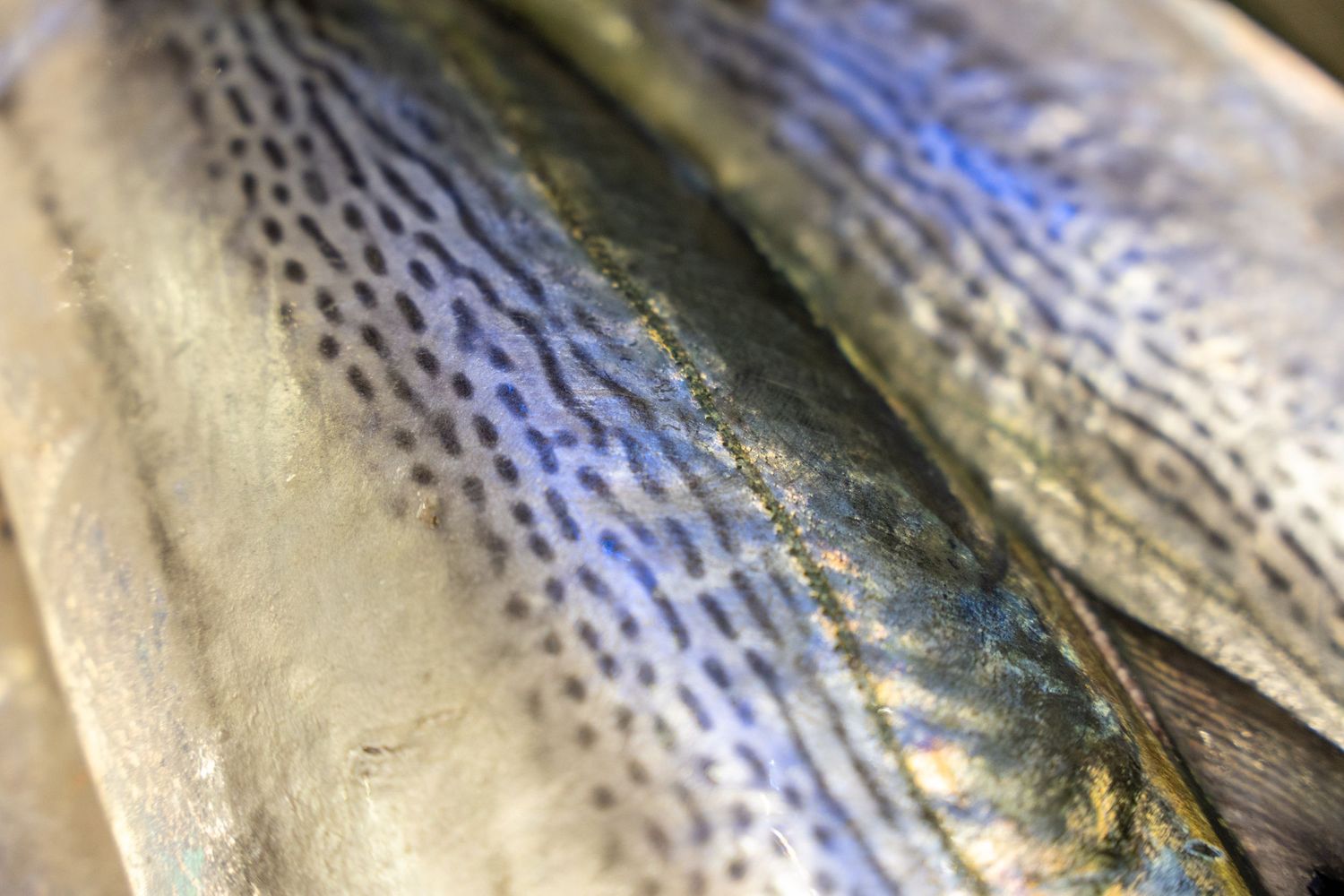 Detailed view of fish skin texture showing scales and iridescent blue coloring.