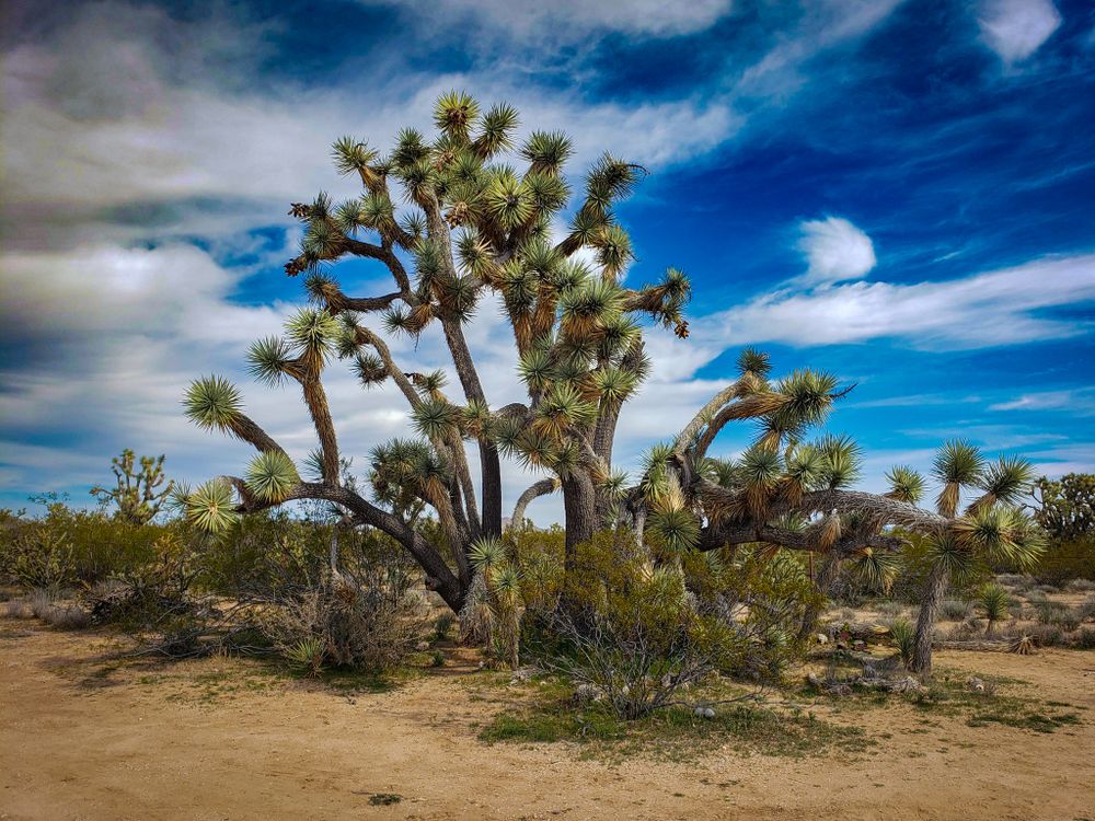 Majestic Joshua trees with twisted branches spread across the Mojave Desert under puffy white clouds.