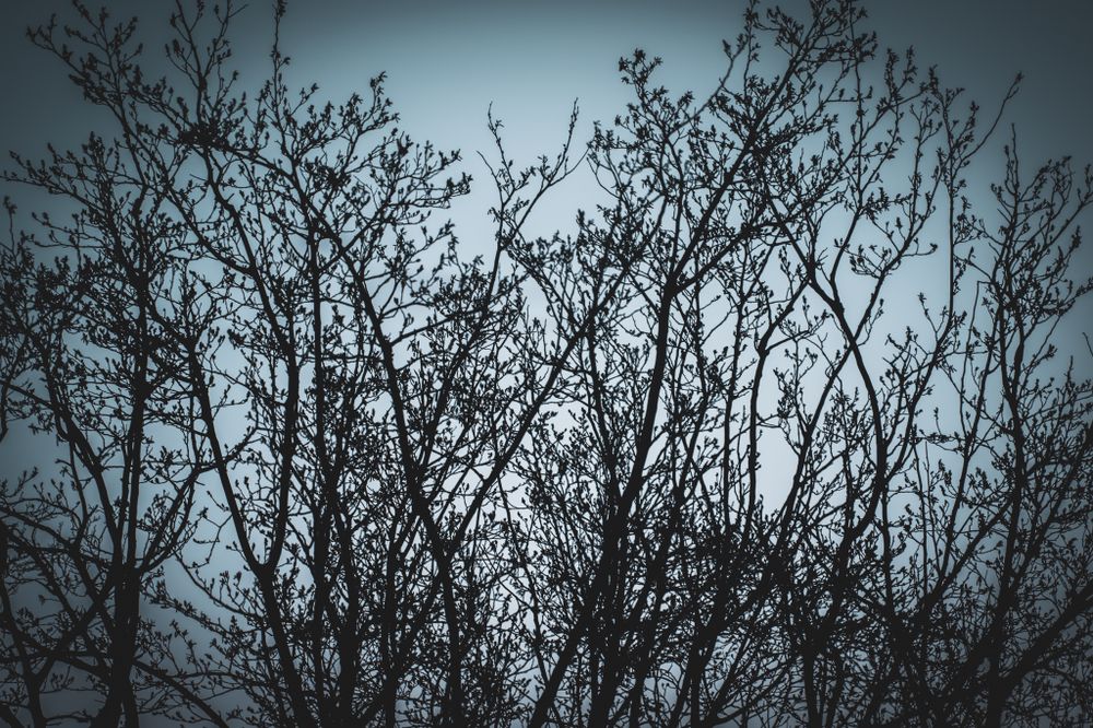 Silhouetted bare tree branches create an intricate pattern against a moody grey sky.