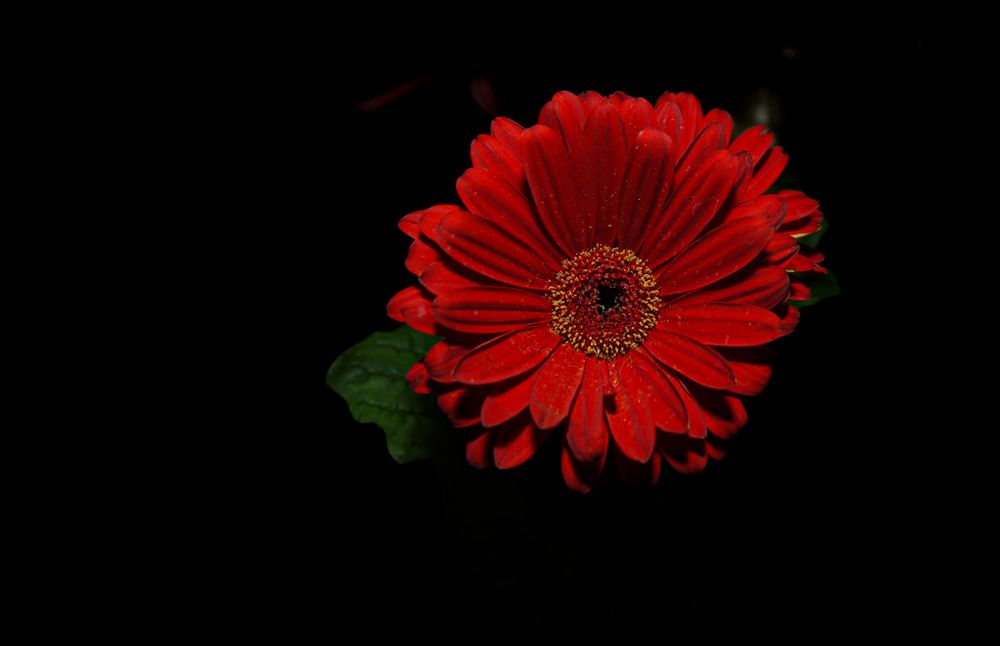 Vibrant red Gerbera daisy flower blooms dramatically against a black background.