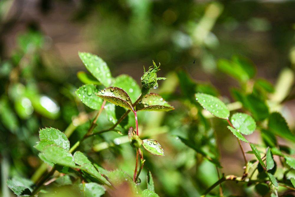 Close-up of fresh green leaves with water droplets in natural sunlight.