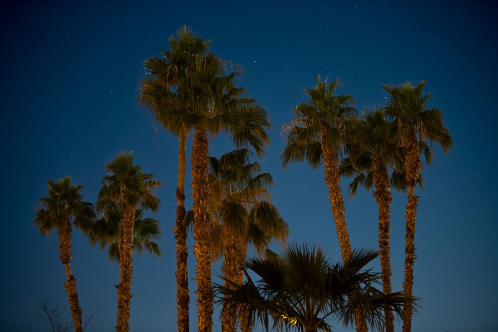 Silhouettes of tall palm trees against a deep blue twilight sky.