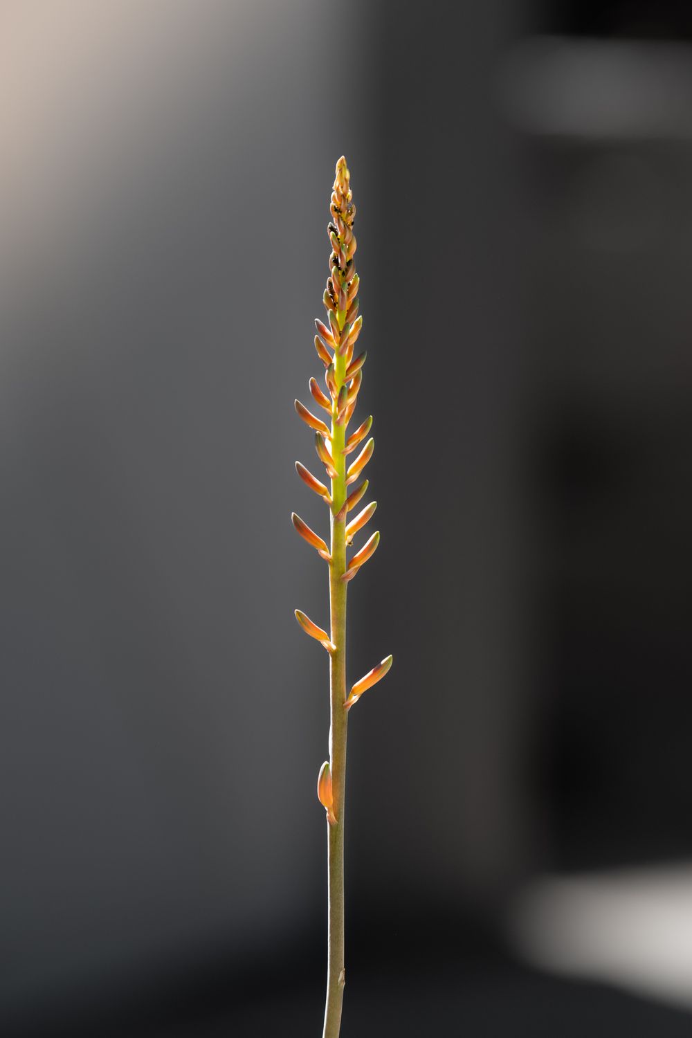 Close-up of a tall slender plant stalk with orange-yellow buds against a blurred dark background.