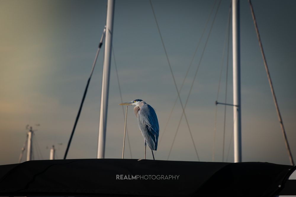Heron silhouetted against a soft focus marina background during golden hour.