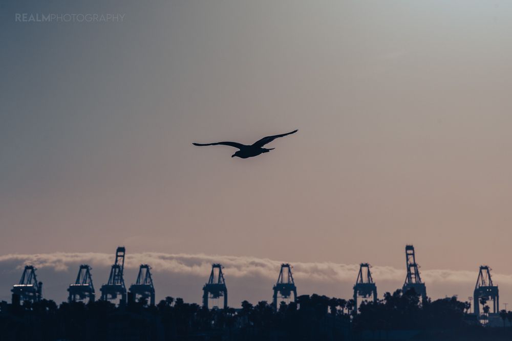 Bridge silhouette against sunset sky with urban skyline in background.