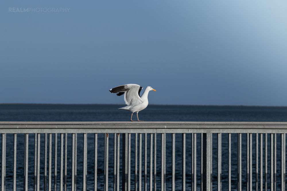 Seagulls perched on a railing against a blue sky background.