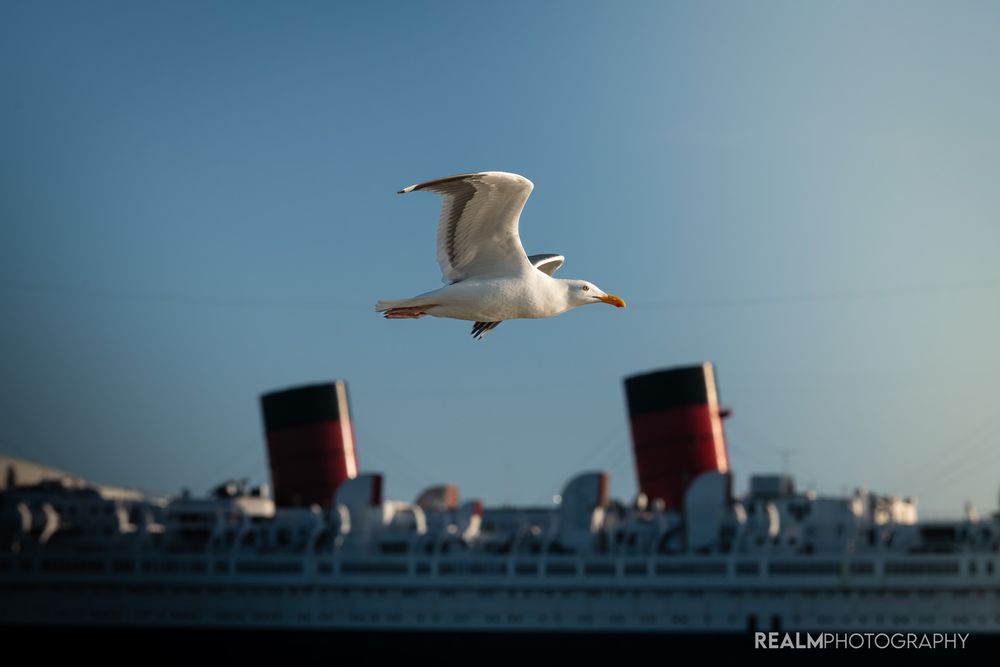Seabirds flying over a coastal cityscape with industrial elements in the background.
