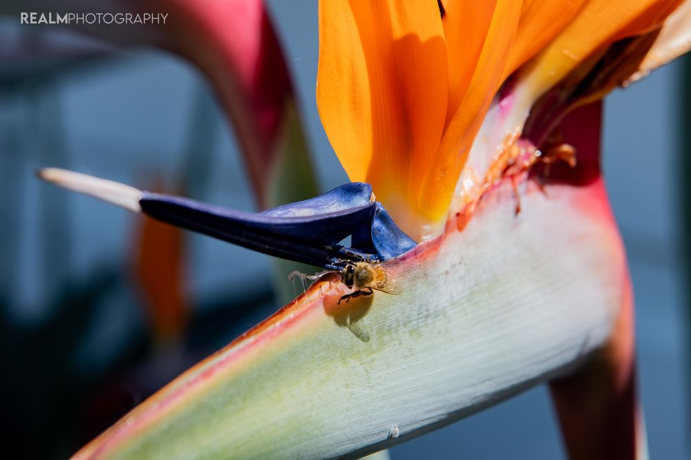 Close-up of vibrant orange and pink bird of paradise flower petals.