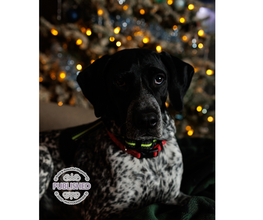 Black and white spotted pointer dog wearing festive red collar sits with christmas lights bokeh in background.