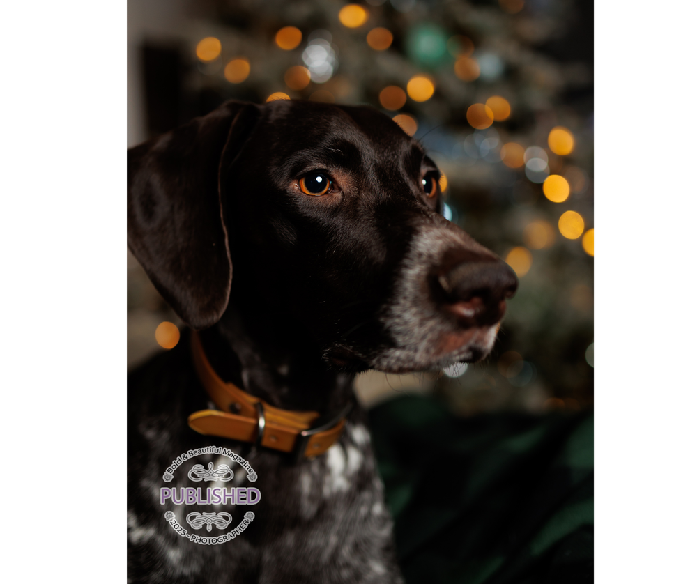 Portrait of a black dog with brown eyes against a blurred background with soft bokeh lights.