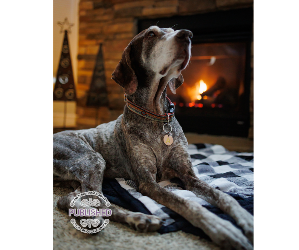 A yawning German Shorthaired Pointer dog rests on a blanket in front of a cozy fireplace.