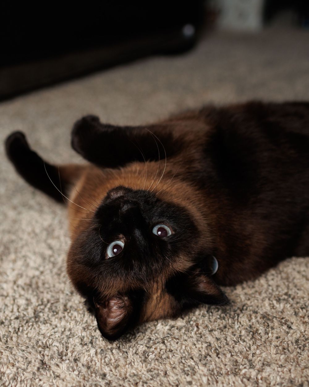 Siamese cat with striking blue eyes lies playfully on its back on a beige carpet.