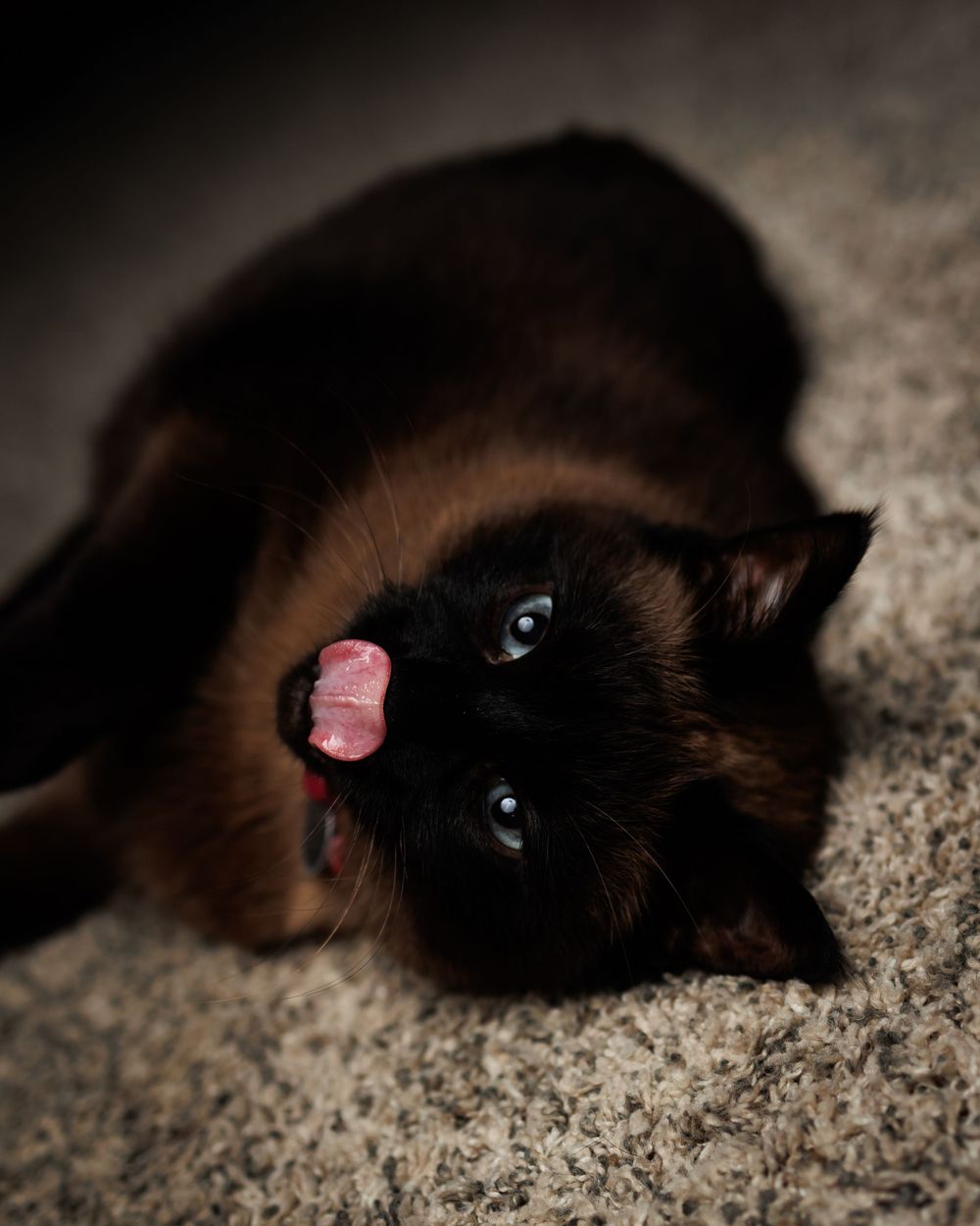 Close-up of black cat lying on carpet with pink tongue sticking out and bright blue eyes gazing up at camera.