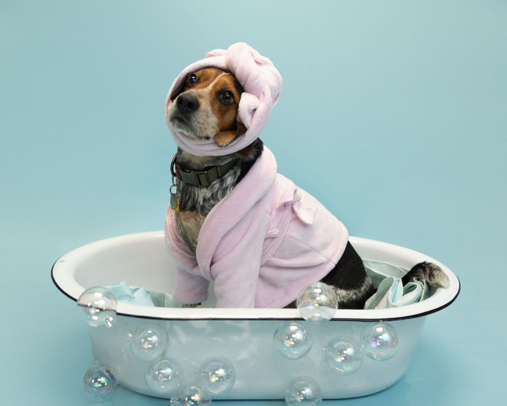 Small dog wearing pink outfit and bandana sits in vintage bathtub with soap bubbles against light blue backdrop.