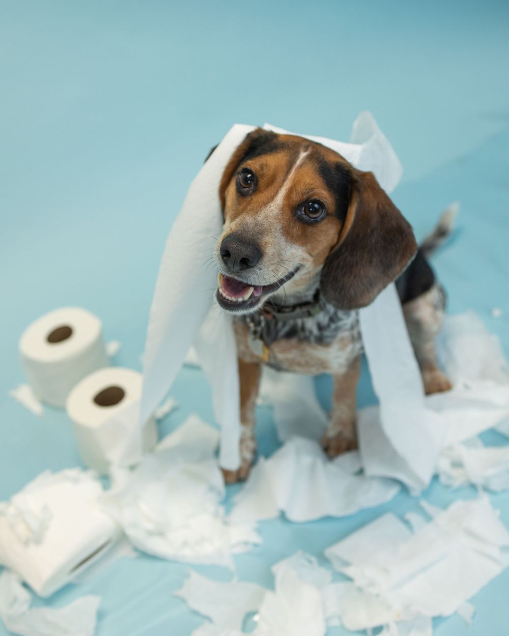 Mischievous beagle puppy caught playing with toilet paper roll making a mess on blue background.