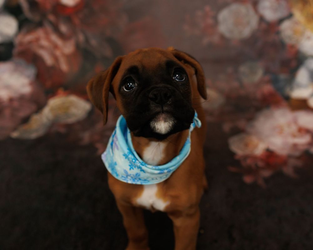 Adorable brown puppy wearing a light blue bandana looks up with big eyes against a dark floral background.