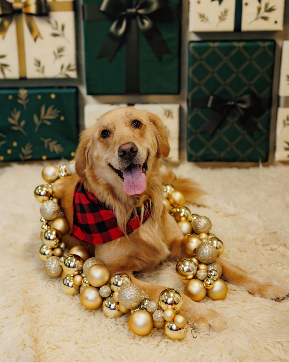 Happy golden retriever dog lies on white carpet surrounded by gold Christmas ornament decorations wearing plaid scarf.