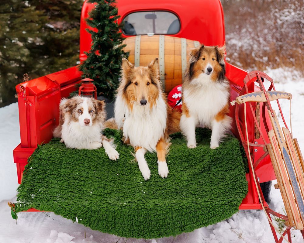 Shetland sheepdogs pose on artificial grass with red Christmas decorations in a snowy winter scene.