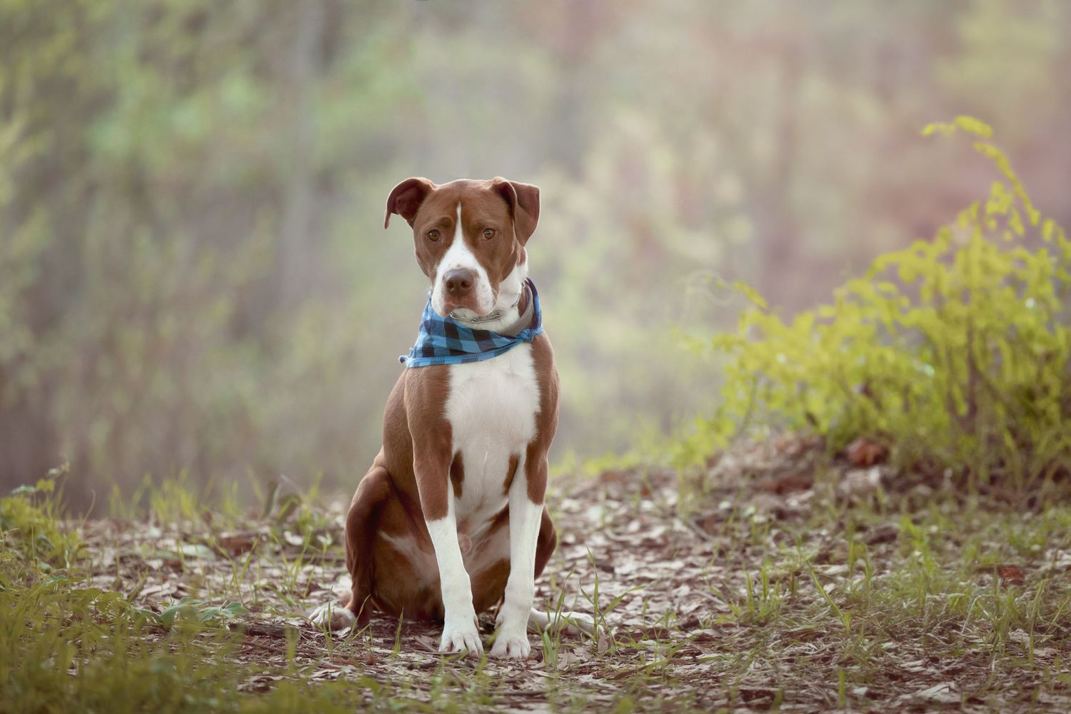 Brown and white pit bull terrier wearing blue collar sits attentively on forest trail in soft natural lighting.