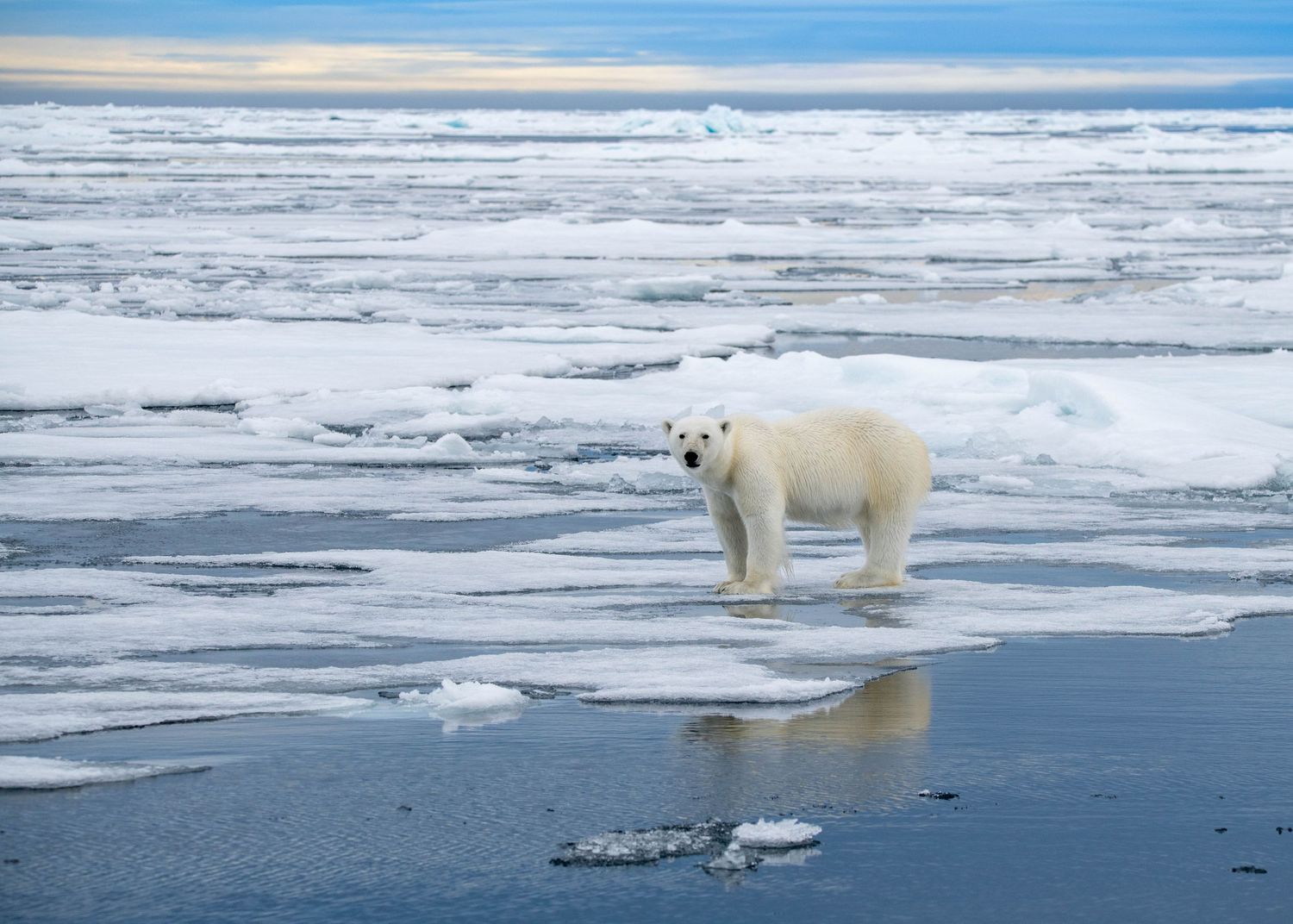 A polar bear traverses floating sea ice in the Arctic Ocean against a cloudy blue sky, from James Eastham Photography.