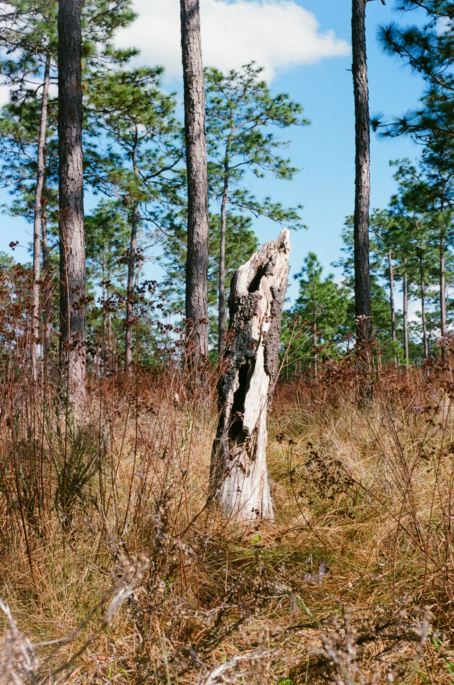Dead tree stumps stand among tall pine trees and dry grass in a natural woodland setting on a sunny day.