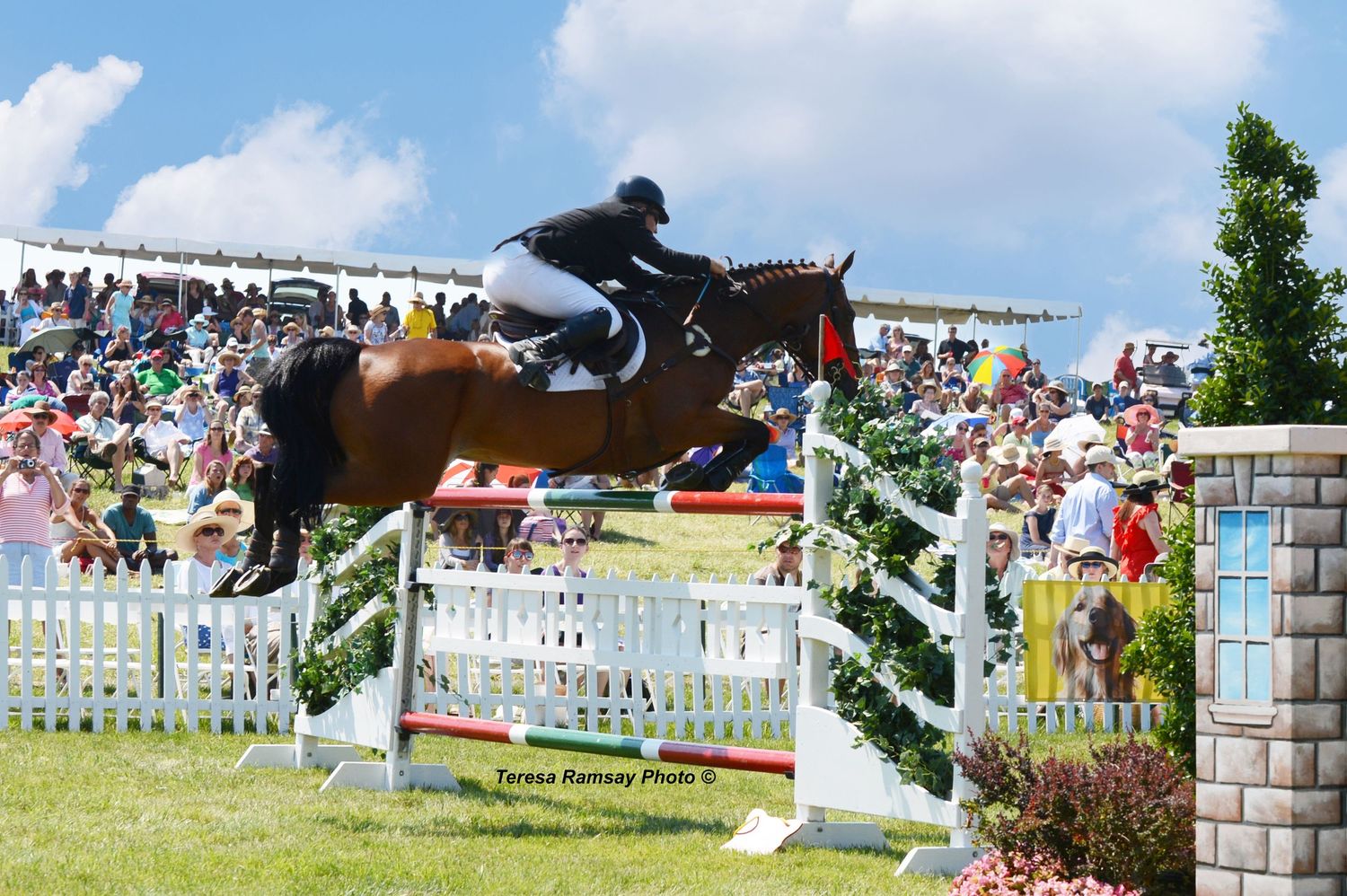 A sequence of equestrian jumping photos showing a horse and rider clearing a wooden fence obstacle in an outdoor arena.