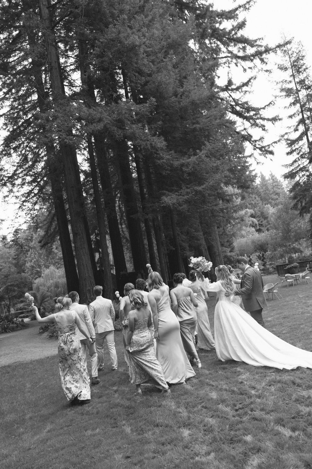 A wedding party walks together through a wooded area with tall evergreen trees in the background.