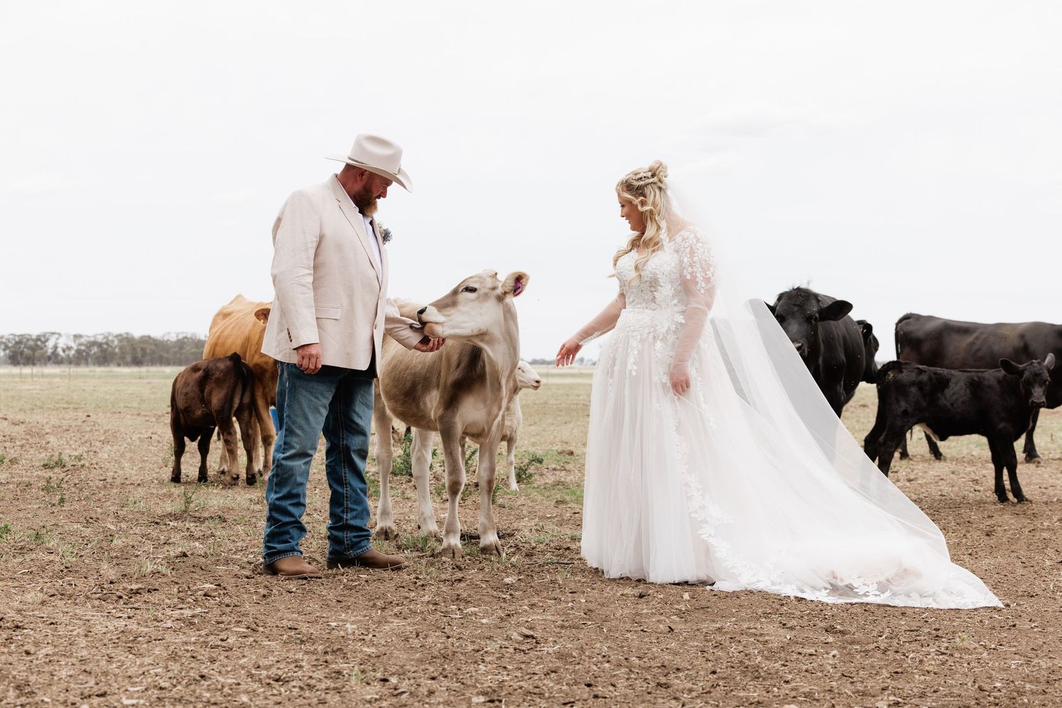 A bride in a flowing white dress and cowboy interacting with cattle in a rural pasture field. location shepparton