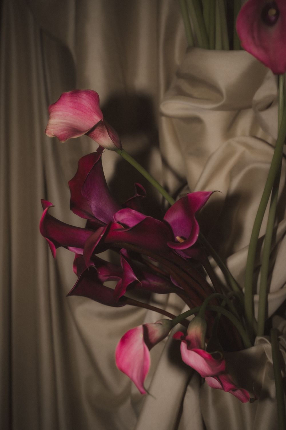 Deep pink calla lilies cast dramatic shadows against beige fabric in moody lighting.