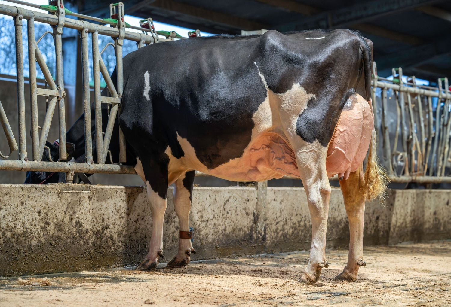 Close-up view of dairy cows' legs and hooves standing in a modern milking parlor facility.